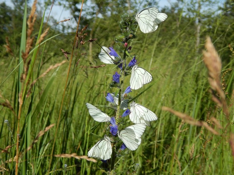 Apoteosi di Aporia crataegi